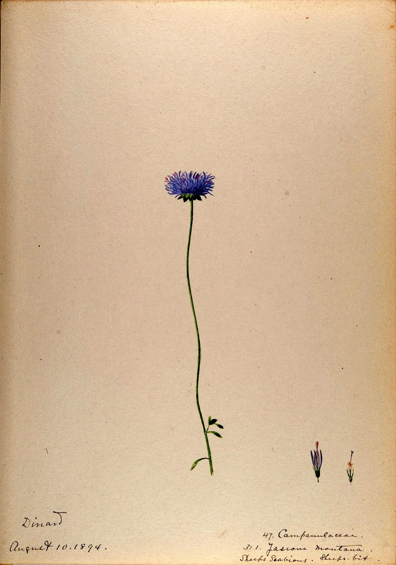 wapiti3:  Water-color sketches of plants of North America and EuropeBy Sharp, Helen.