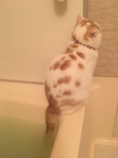 gaming-succubus:  justcatposts: why he do dat slowpoke