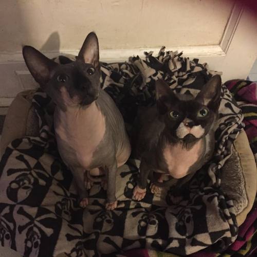 mrscreepshow:  The baby birds, while still in their heater nest, eagerly await their morning breakfa