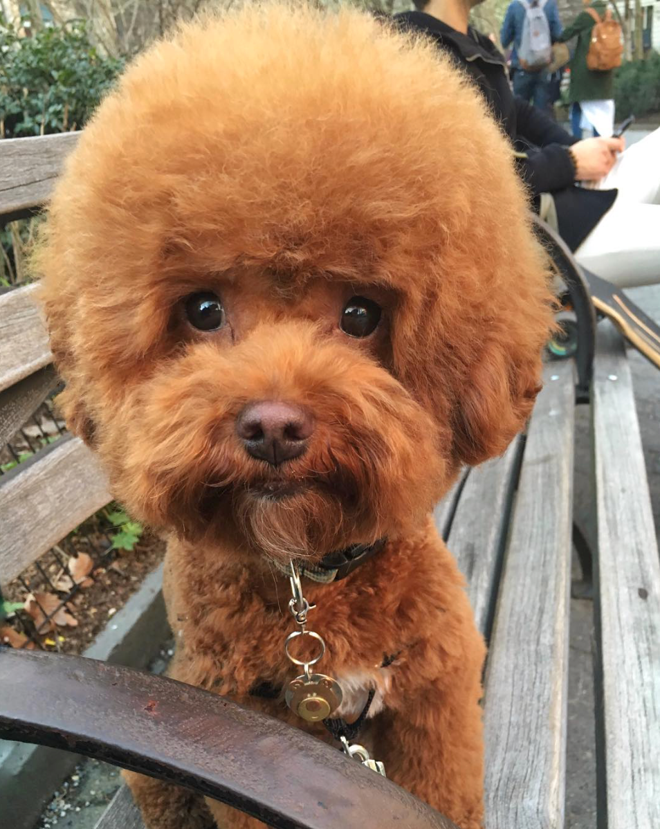 awwww-cute:  This Bob Ross-lookin’ muthapoocher. (Source: http://ift.tt/2rA3CLz)