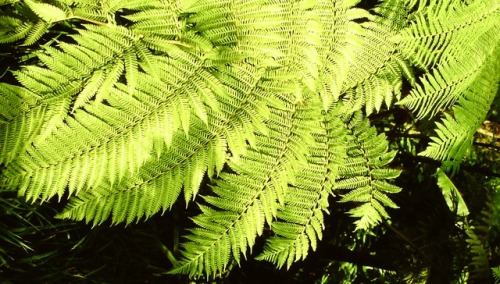 Fern Fronds, Huntington Museum and Botanical Gardens, San Marino, California, 1991.