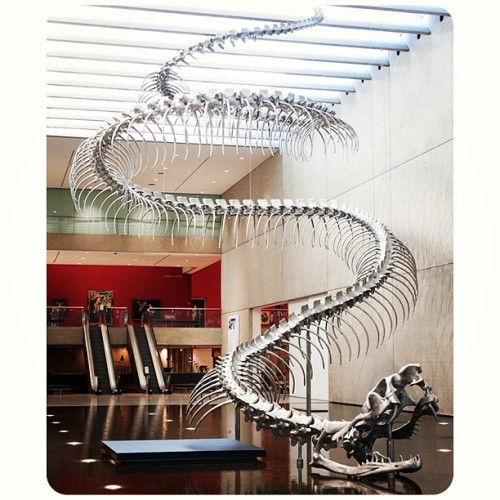 bone-lust:A Giant Aluminum Snake Skeleton Rises from a Pool of Water at the Queensland Art Gallery -