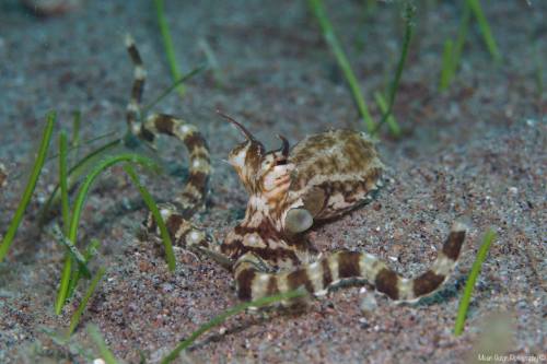 The mimic octopus is known to mimic other animals. it will mimic the predator of any animal it wants