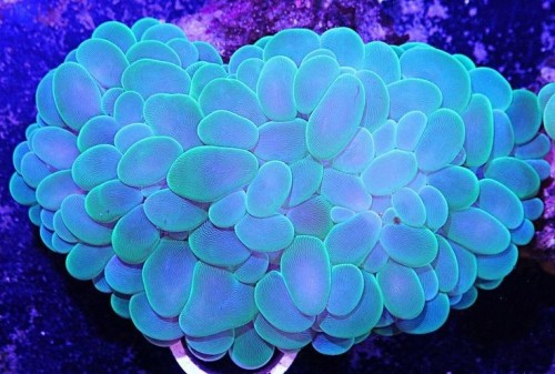 Plectorhinchus Chaetodonoides Is Found In Coral-rich Parts Of Clear Lagoons And On Seaward Reefs. The