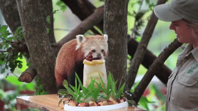 disgustinganimals:sizvideos:Red panda eats her 16th birthday cake - Full videoThis heals me.