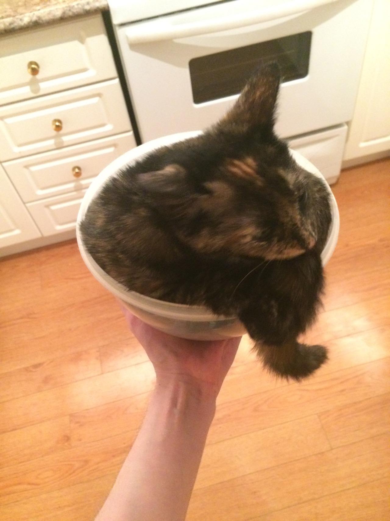 fartgallery:  Cera got in this bowl and won’t get out