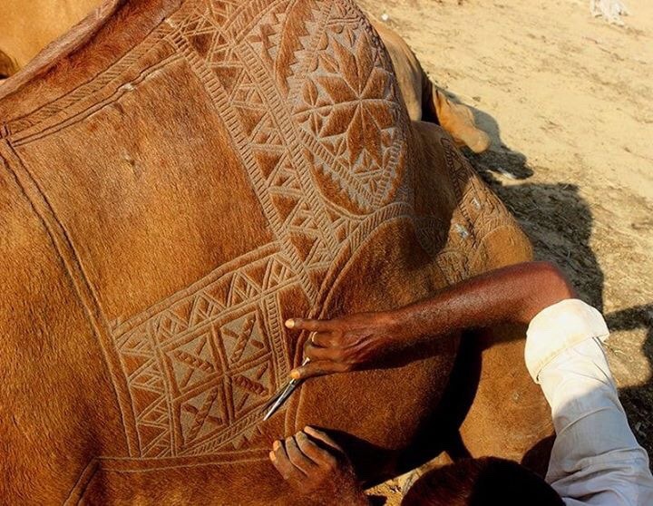 jooces:    Eid Mubarak: The art of camel barbering in Pakista     I don’t think