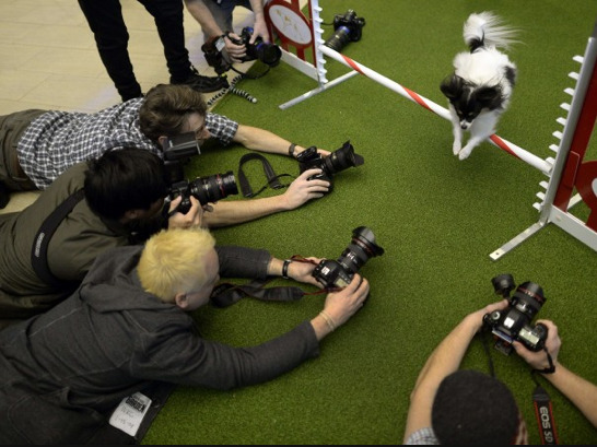 A papillon jumps a hurdle during a Jan. 15 press event at Madison Square Garden in New York to promote the first Masters Agility Championship at the 138th Annual Westminster Kennel Club Dog Show (Photo by Timothy Clary/AFP/Getty Images via the...