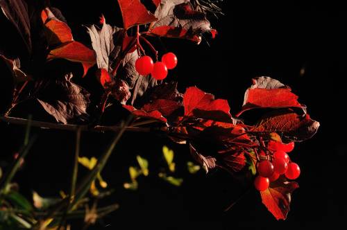 Autumn - Nature’s Bounty.Early morning, river Weaver tow-path Cheshire, England   October 2015Nikon 