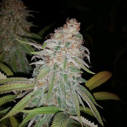 weedporndaily:  Ready for chop by @organicgrower