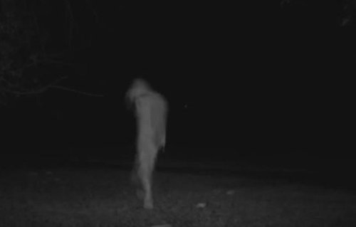 alexthetuna: changelingsrule: sixpenceee: A compilation of some creepy trail cam posts (Source). Tha