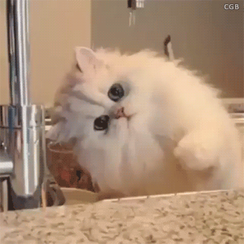 catsdogsgifs:  http://catsdogsgifs.tumblr.com/