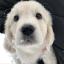 coopers-pup-blog