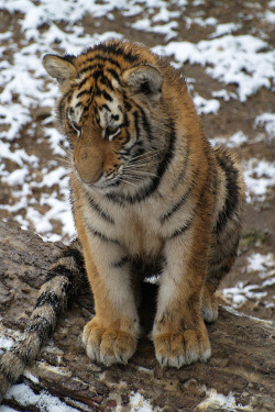 c1tylight5:  Tiger Cub (by Steve Schar) 