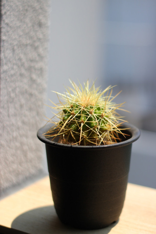 Echinocactus grusonii山城愛仙園の店主が、長年かけてつくりあげた金鯱。