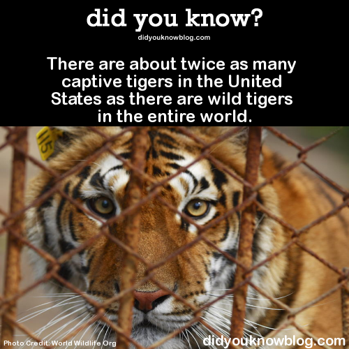 did-you-kno:  There are about twice as many captive tigers in the United States as