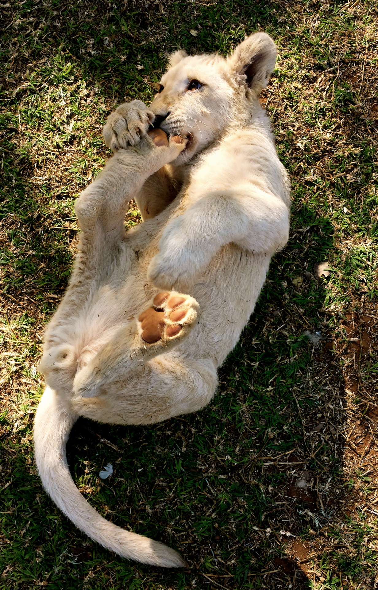 jack-the-lion: littlehelly:  Hunter &amp; Savannah (with the tin) &lt;3 