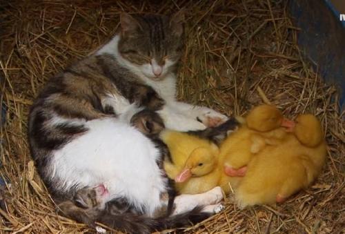 (via XaxjQUm.jpg (640×434)) lovemeow.com/2015/07/della-cat-mama-babies/