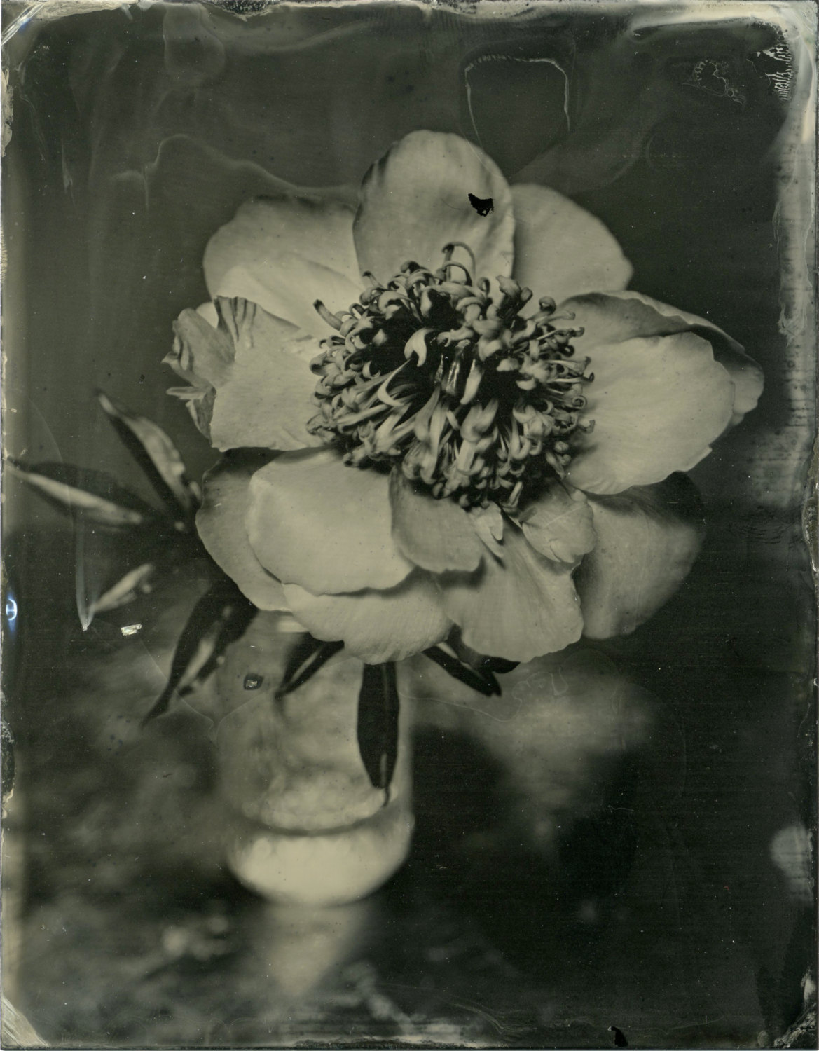 brookelabrie:  Peony Tintype Photograph 4 © brookelabrie​{ available for purchase
