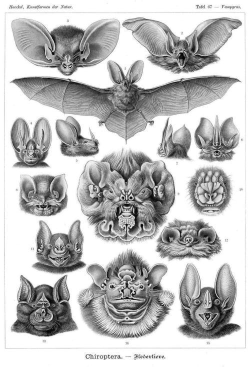 October Is #BatAppreciationMonth! Here They Are Being Fully Appreciated In Plate 67 From Ernst Haeckels