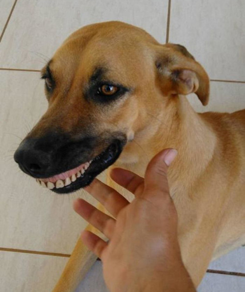 archiemcphee:On Surreal Sunday dogs wear dentures. Meet Pandora, a playful dog who lives in São Paul