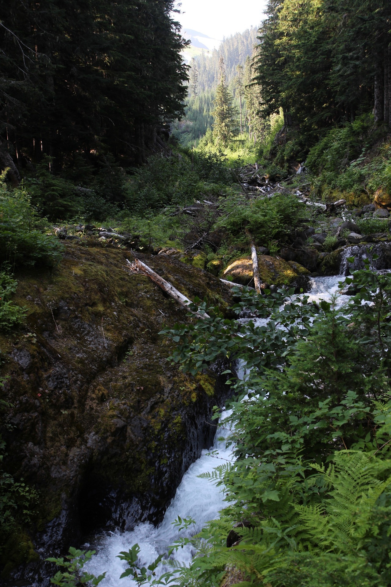 burningmine:  Heliotrope Ridge, July 2018