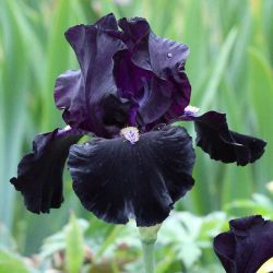 floralls:    Schreiner’s Iris Gardens Salem