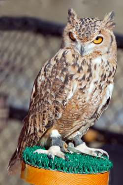 Owlsday:  Pharaoh Eagle Owl By Brian Kushner On Flickr.