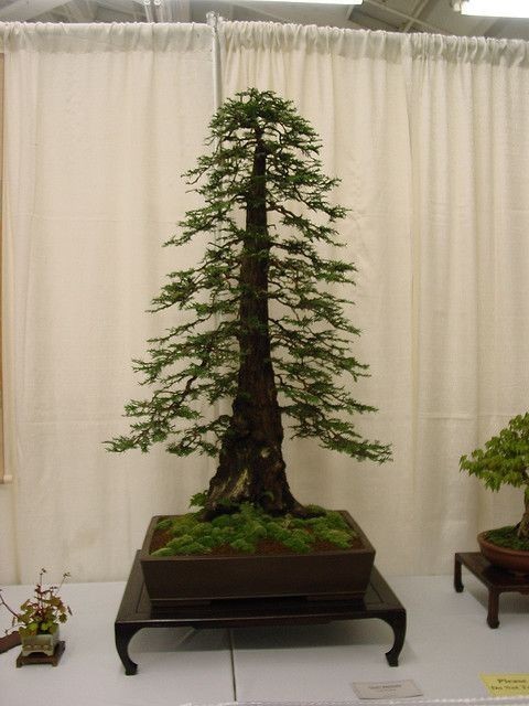 michelle-vixen:  taisummer7: 70 year old Redwood Bonsai tree🍃💋🍃 Michelle-Vixen
