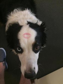awwww-cute:  Whenever my girlfriend puts on lipstick this poor guy has to wear it too. (Source: http://ift.tt/2numeL4)