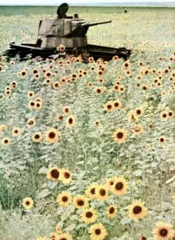 oddattachment:  Amongst the sunflowers, a destroyed Russian T-26 tank on the eastern front during Operation Barbarossa. Circa late summertime of 1941.