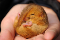 magicalnaturetour:  Dormouse [Explored] (by