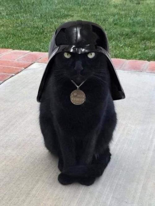 catsoverloaded:I am your father
