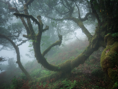 The Cloud Forest of Fanal by Ricardo PestanaFacebook | 500px | Instagram