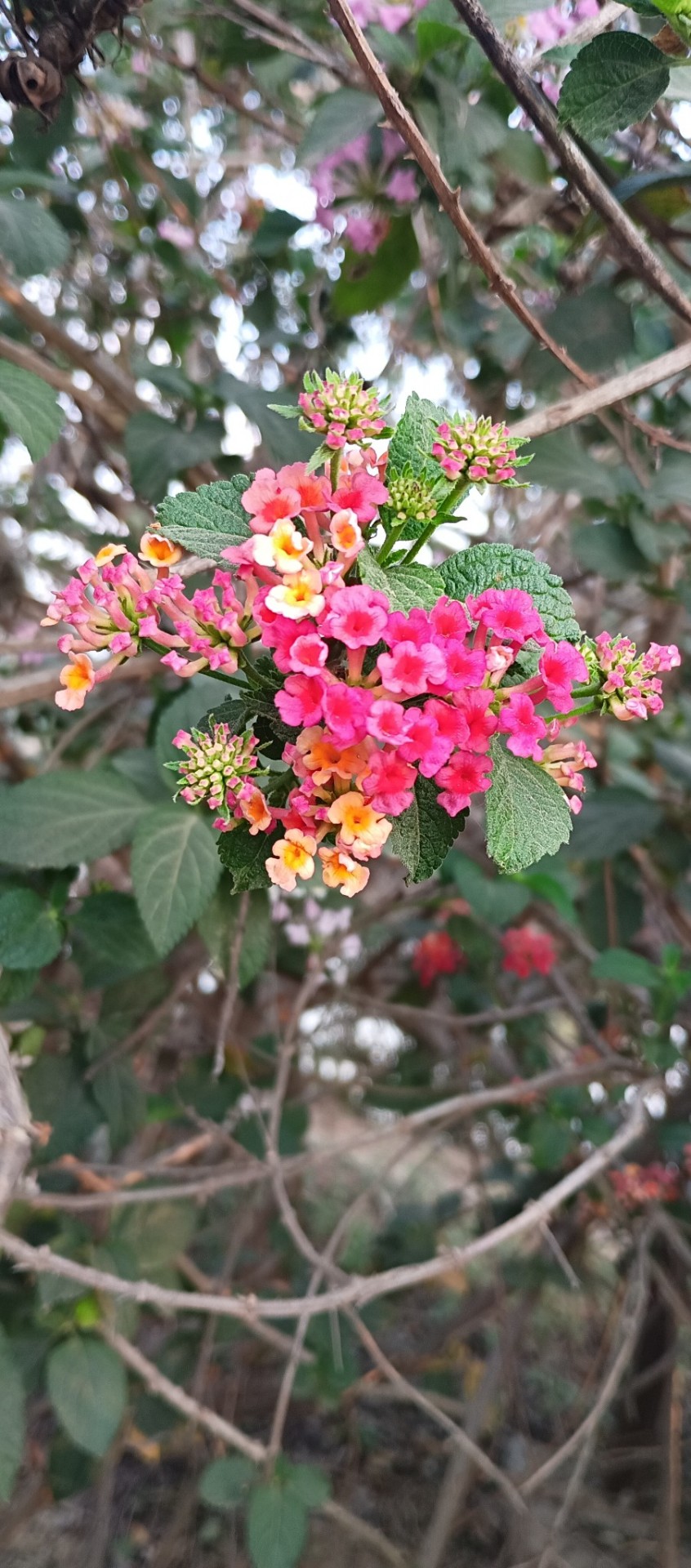 flowers at photolable.photo by Nj.