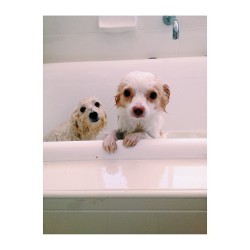 Tyler hates baths, but Oscar is so content just chillin in the back.