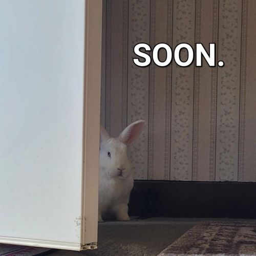 … . . #rabbits #bunny #bunnies #houserabbits #rabbitsofinsta #bunnylove #bunniesofinsta #rabb