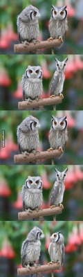 onlylightandmomentary:  *——* love owls