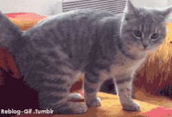 https://69.media.tumblr.com/02ba5460a269dad0d6da776d4be47639/tumblr_n4jecpoyNj1t4o62mo1_400.gif