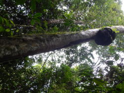 buggirl:  Incredible termite mound.  If you disturbed the tunnel, hundreds of little workers rushed to the opening to fix it. Tiputini, Ecuador Give a dollar to rainforest conservation