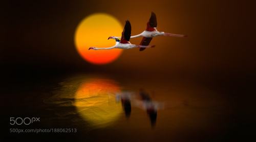 FLAMINGOS by nasserosman