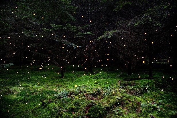 asylum-art:  Ellie Davies lives in London and works in the woods and forests  of