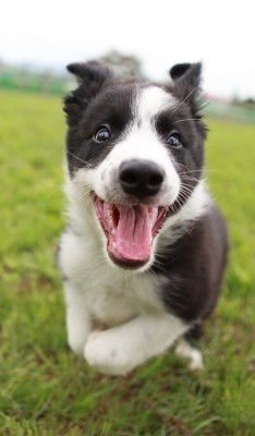 Lots-Of-Dogs:     Border Collie 