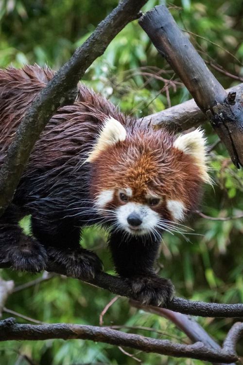 sdzoo: The Chinese name for the red panda is “hun-ho,” meaning “fire fox.” But even rainy days can’t