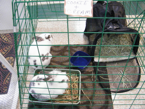 fortunas-sands:    Bunny Fest, put on by    Georgia House Rabbit Society, went over really well. We had a bunny Hoppy Hour event as well. The event was actually longer than an hour, and was very well received. Lots of bunnies got to meet each other in