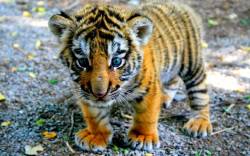 cute-overload:  baby tigerhttp://cute-overload.tumblr.com