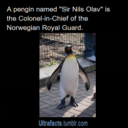 ultrafacts:  vancity604778kid:devilishboy77:vancity604778kid:  ultrafacts:  Source  [Want more facts? Follow Ultrafacts]  This penguin has higher honors than me. Did you know he was actually Knighted!!!!    is that a badge on his arm OMG  Is Norway even