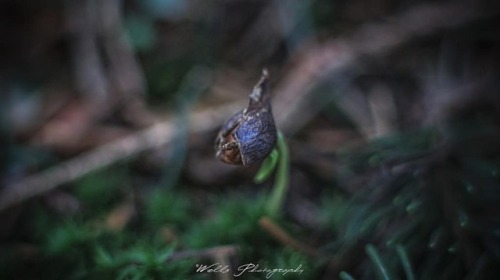 New beginning. . . #seed #plants #botany #tiny #canonphoto #canon_photos #canonphotography #photos #