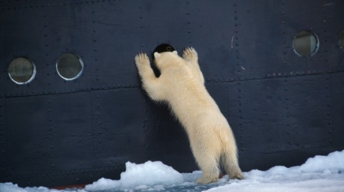 ltwilliammowett:captain-price-officially:ltwilliammowett: Curious Polar bear (Ursus maritimus) standing upright and looking through porthole into the kitchen of arctic expedition ship M/S Stockholm in Svalbard, Spitsbergen, Norway by Andy Rouse     