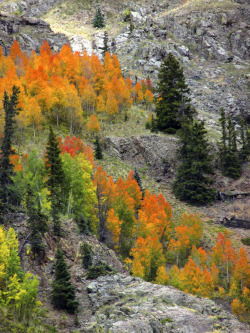 legendary-scholar:  Orange Aspens Near Silverton, Colorado 